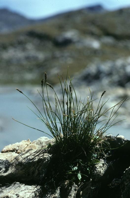 2-Carex myosuroides -Franco Fenaroli.jpg