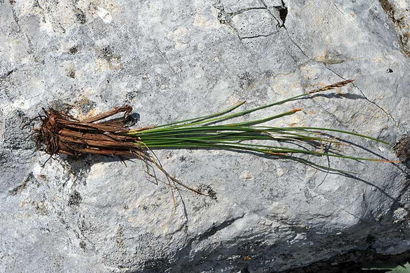 6-Carex myosuroides -Ennio Cassanego.jpg.jpg