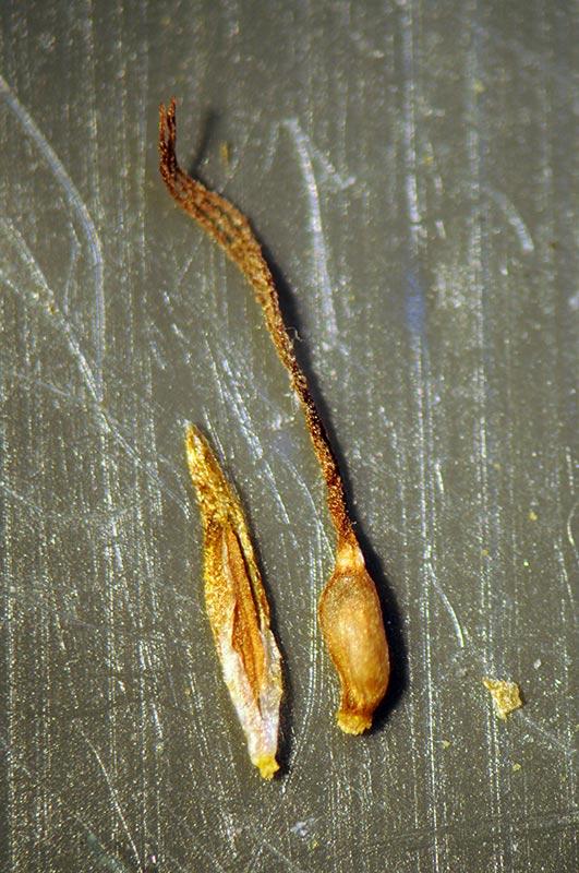 7-Carex myosuroides -Ennio Cassanego.jpg.jpg