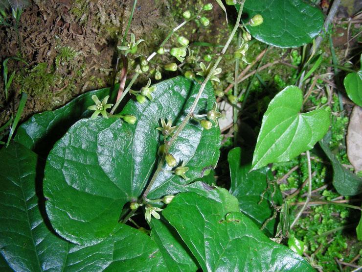 Dioscorea communis (1).JPG