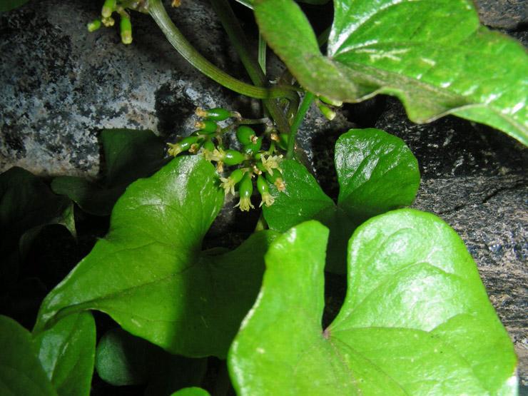 Dioscorea communis (2).jpg