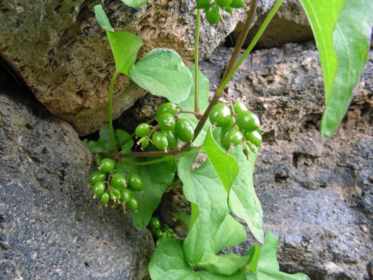 Dioscorea communis (3).jpg