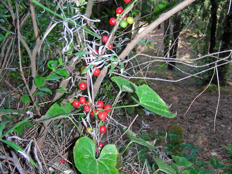 Dioscorea communis (7).jpg