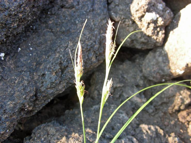 Carex sp. (2).JPG