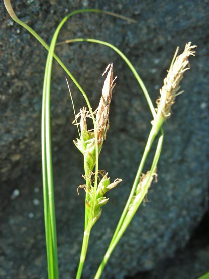 Carex sp. (3).JPG