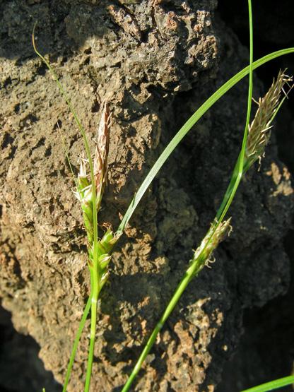 Carex sp. (4).JPG