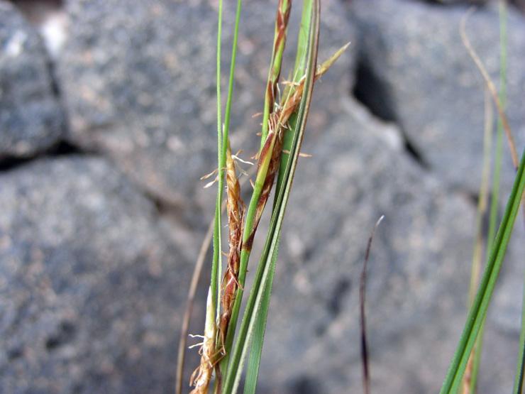 Carex sp. (9).jpg