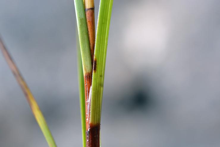 Carex sp. (11).JPG