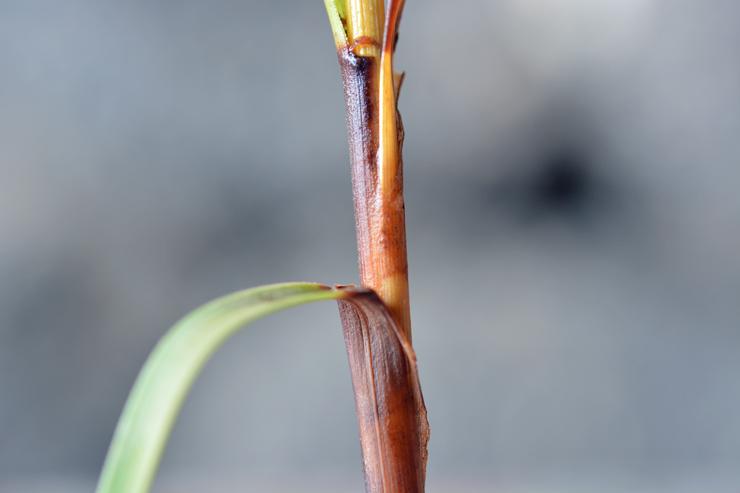 Carex sp. (12).JPG