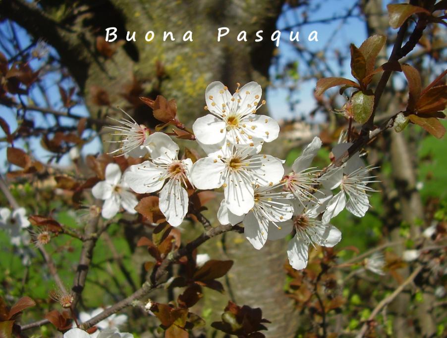 Prunus cerasifera Ehrh.-12-03-24-52.JPG