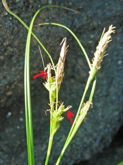 Carex sp. (3) (1).JPG