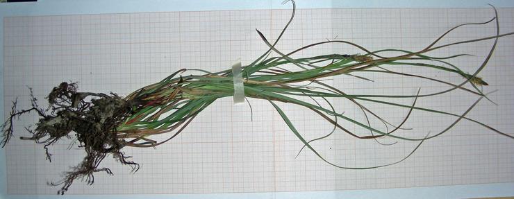 Carex sp. (7).jpg