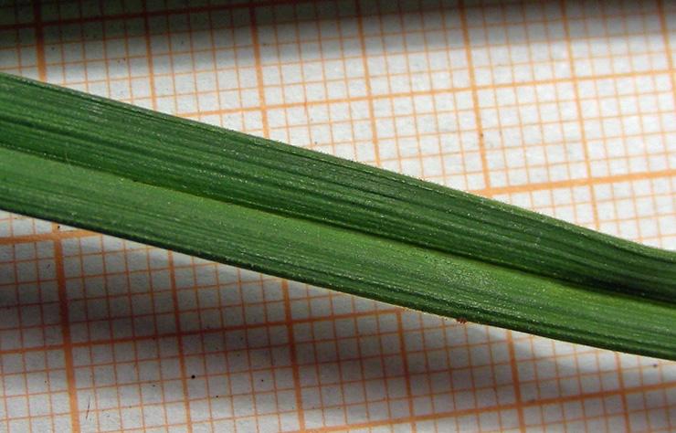 Carex sp. (12).jpg