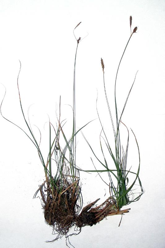1-Carex fimbriata Umberto Ferrando.jpg