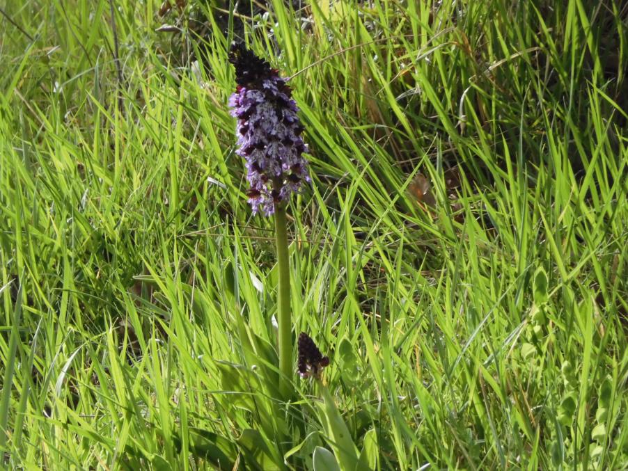 Orchide maggiore Orchis purpurea DSCN2721.JPG