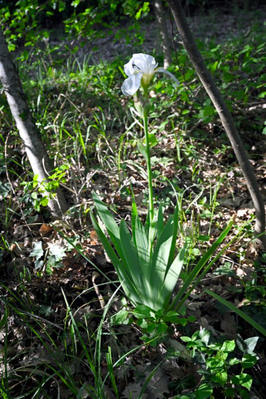 Iris pianta.jpg