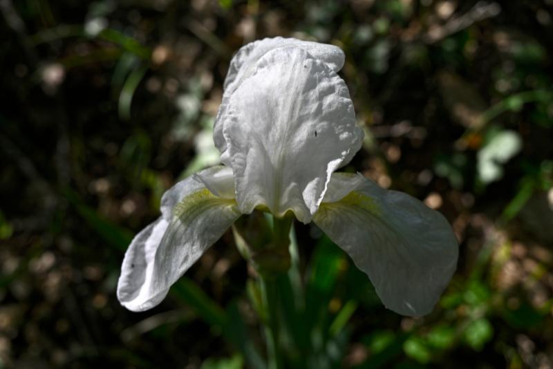 Iris fiore2.jpg