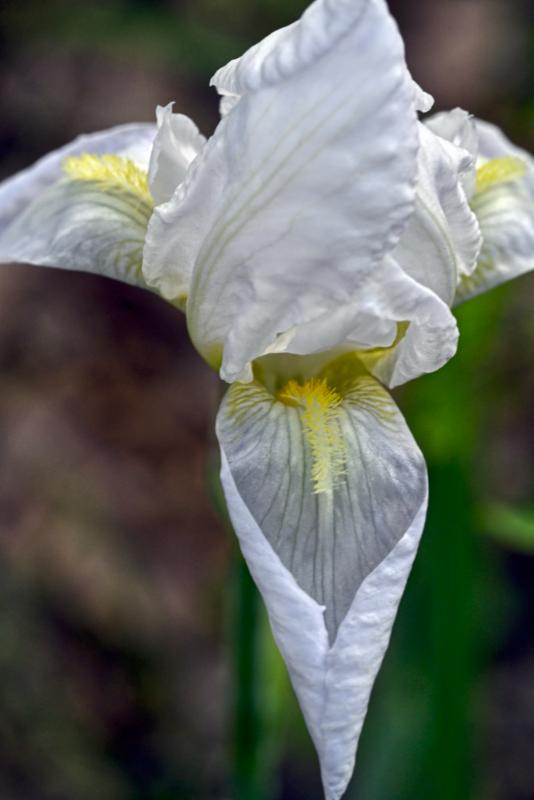Iris fiore4.jpg