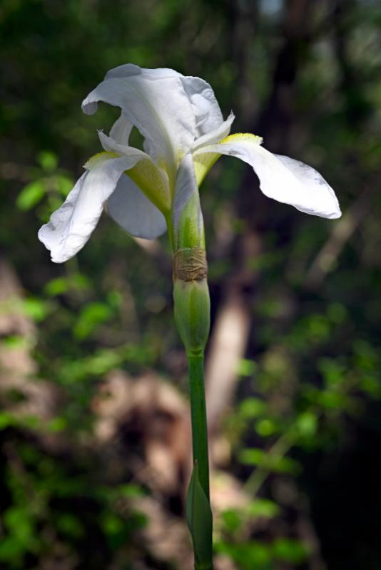 Iris fiore5.jpg