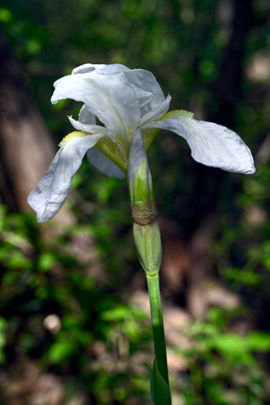 Iris fiore6.jpg