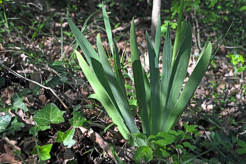 Iris foglie.jpg