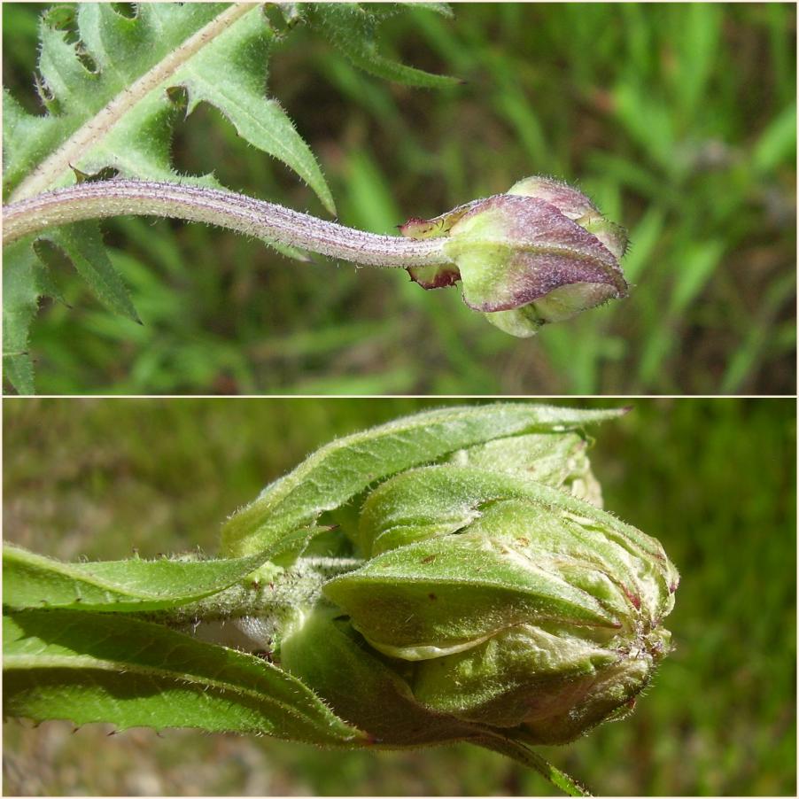 4-Crepis vesicaria 02-04-24.jpg