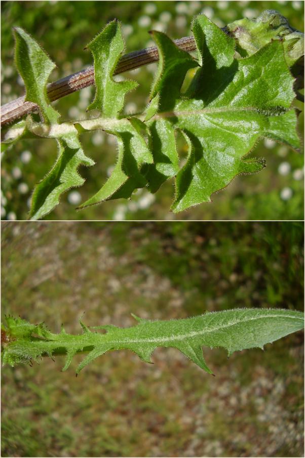 5-Crepis vesicaria L. 02-04-24.jpg