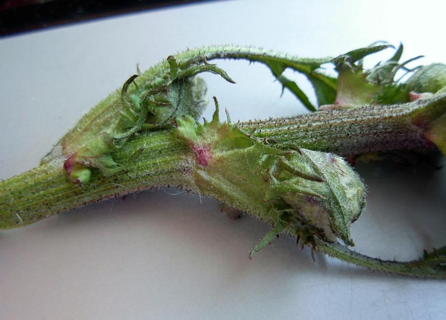 10-Crepis vesicaria subsp. taraxacifolia (Thuill.) Thell.-28-03-17-17.14.20 (2).jpg