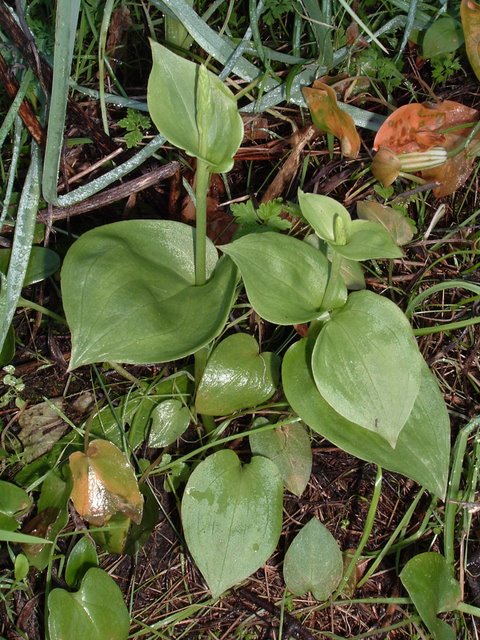 Gennaria diphylla (Link) Parl.