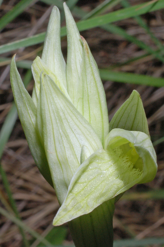 Serapias nurrica alba (3).jpg