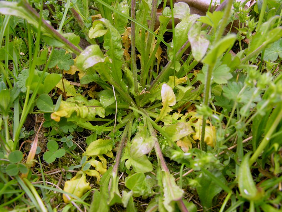 Capsella grandiflora (Fauché &amp; Chaub.) Boiss.