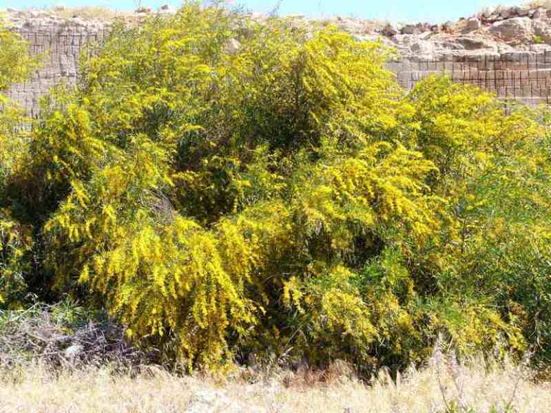 Acacia saligna (1).jpg