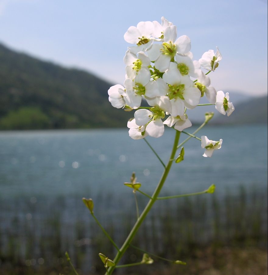 Capsella grandiflora (Fauché &amp; Chaub.) Boiss. {F 3954}