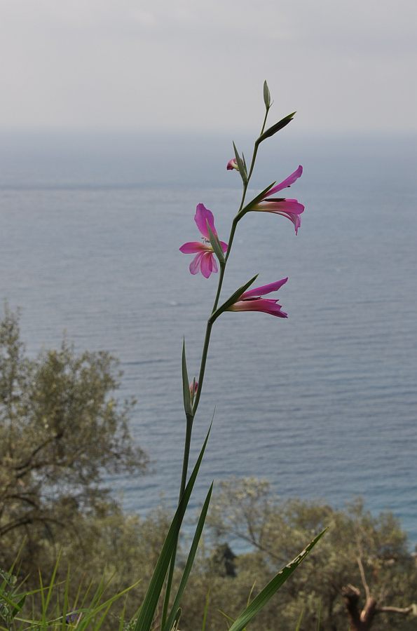 15Gladiolus italicus54 recco aprile 2010.jpg