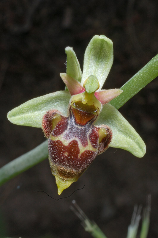 Ophrys conradiae (6).jpg