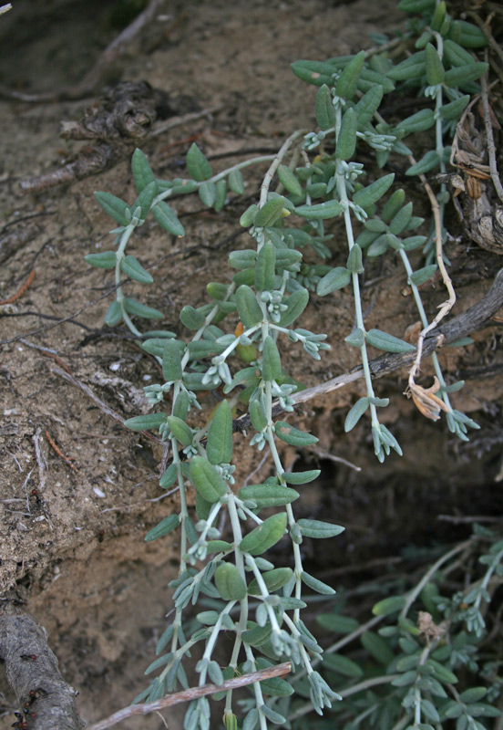 Helianthemum caput-felis Boiss. {F 4020}