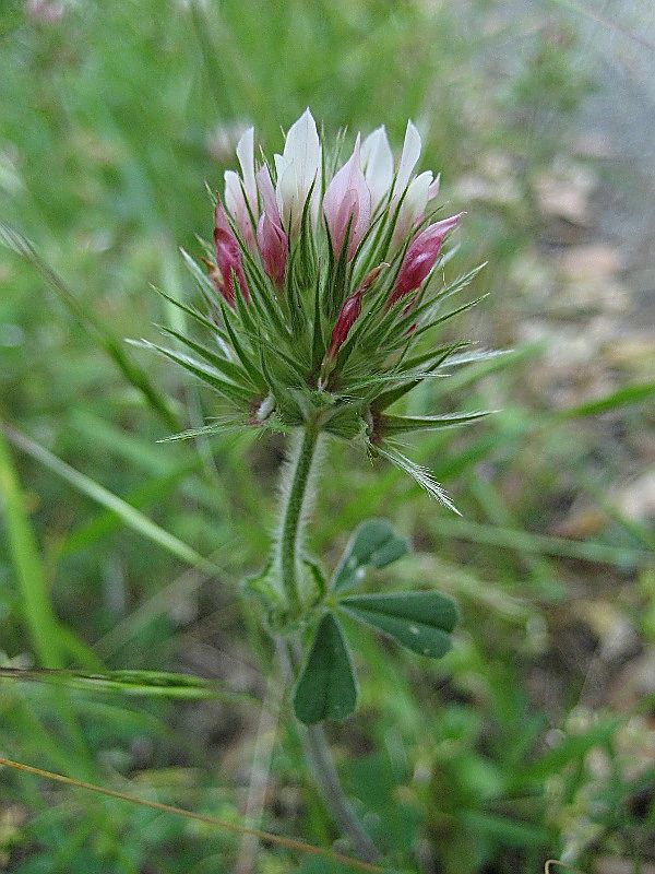 Trifolium stellatum L.