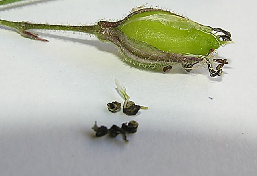Silene nutans L. subsp. insubrica (Gaudin) Soldano {F 1969}