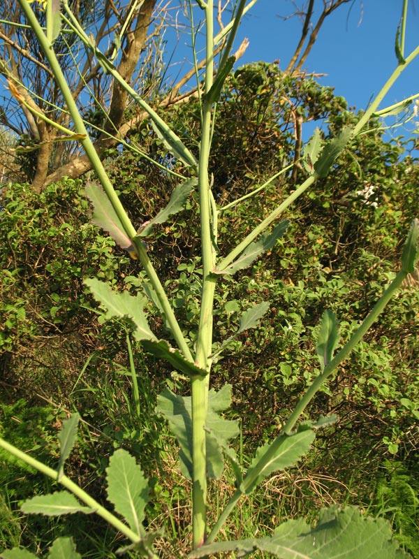 Brassica-incana-4.jpg