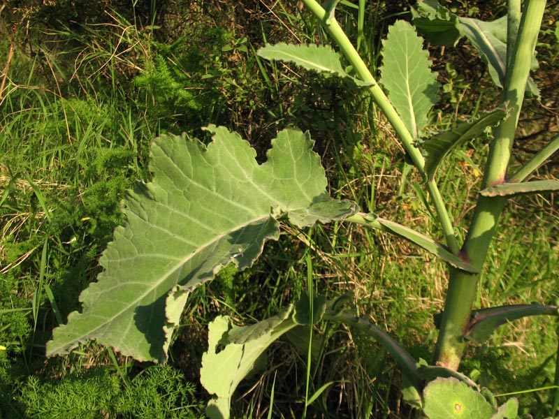 Brassica-incana-5.jpg