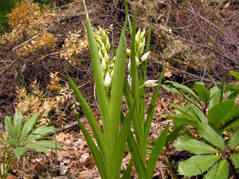 Cephalanthera longifolia 3.jpg