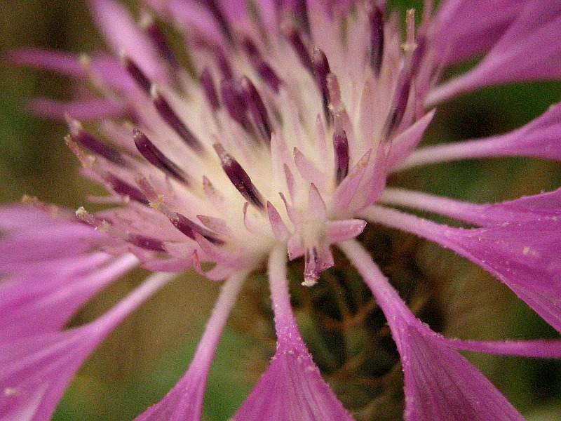 Centaurea_napifolia_100612_6.jpg