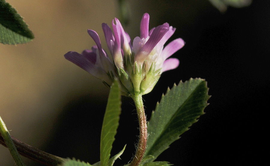 Trifolium-resupinatum_DSC.jpg