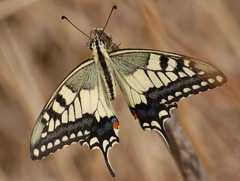 Papilio machaon (5).jpg