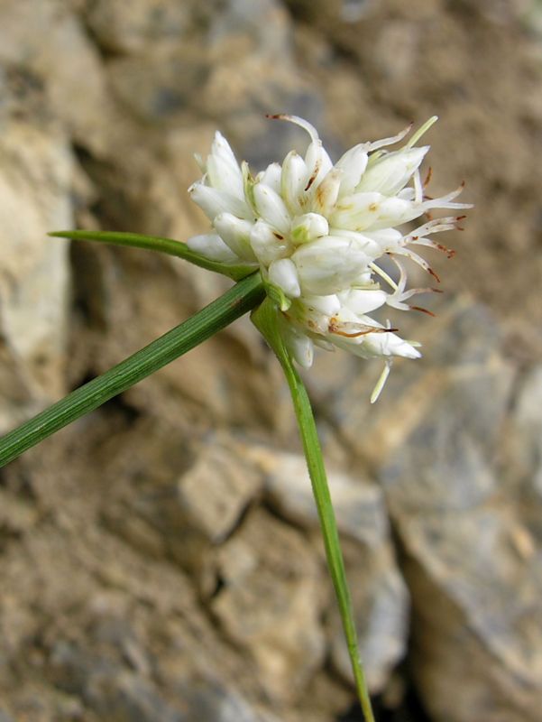 Carex baldensis-1.JPG