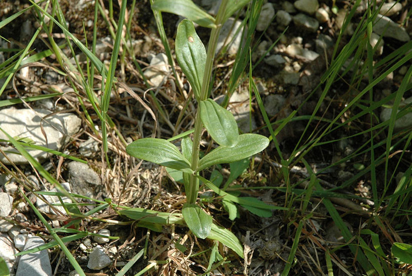 Centaurium erythraea Rafn subsp. erythraea3.JPG