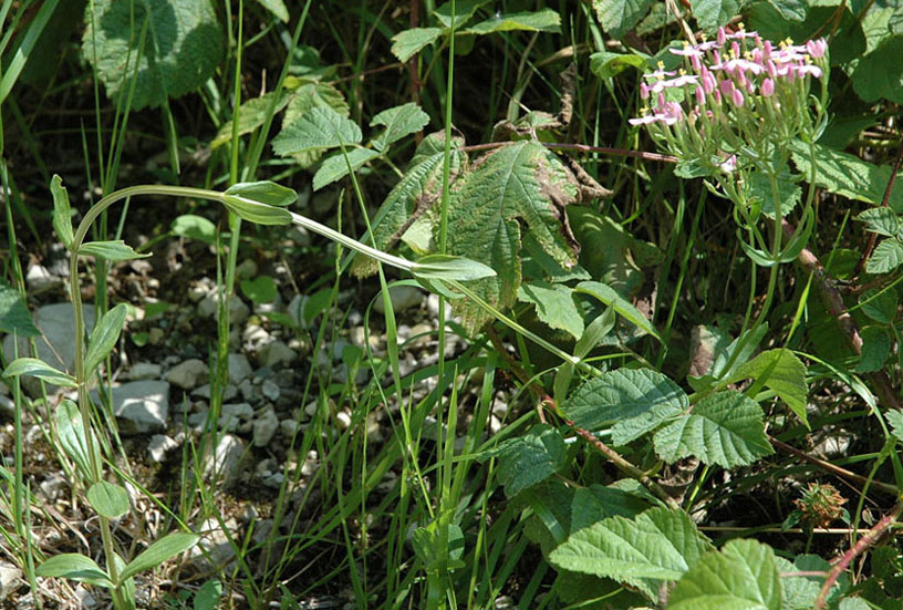Centaurium erythraea Rafn subsp. erythraea4.JPG