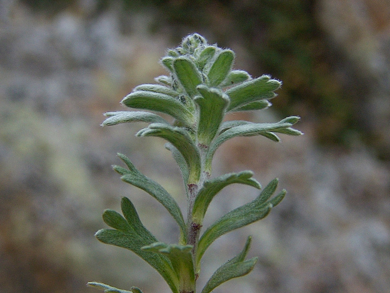 Artemisia-genipi-Weber.jpg