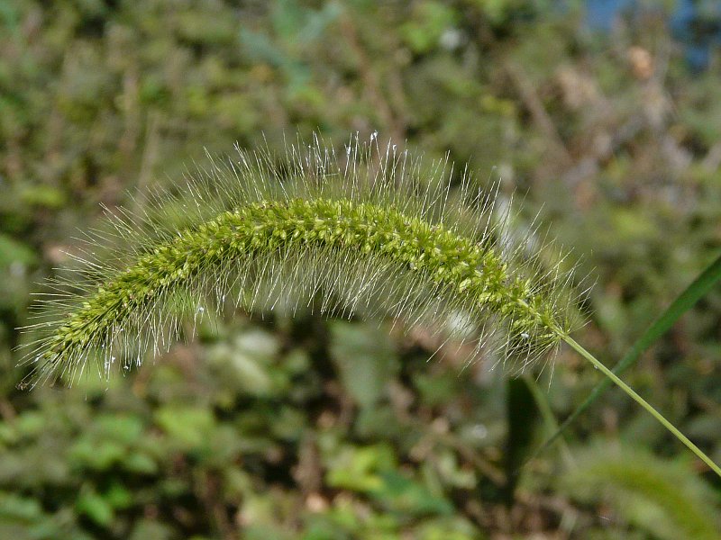 Setaria viridis (L.) P. Beauv.