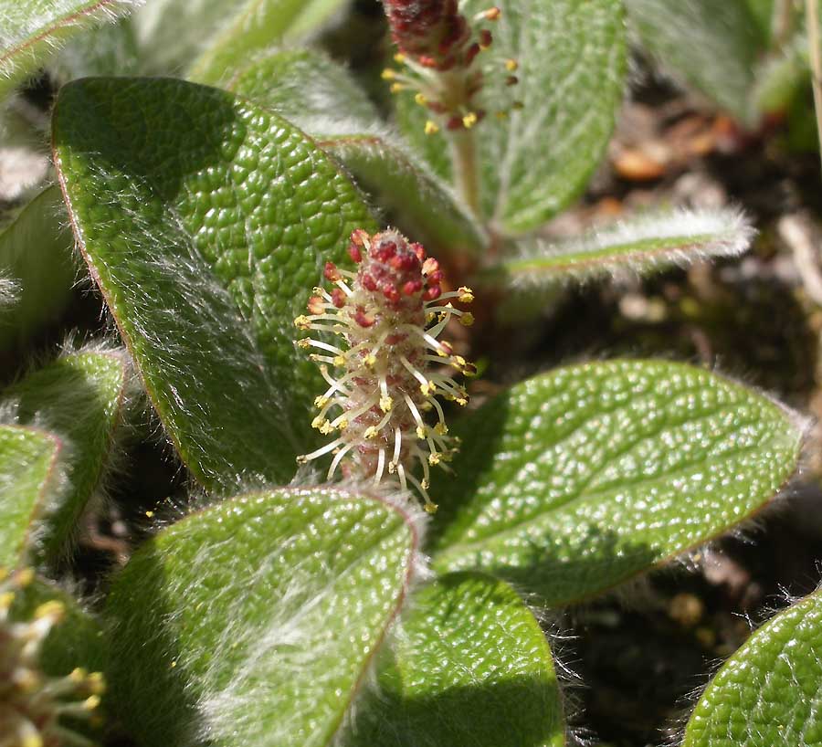 Salix-reticulata.jpg